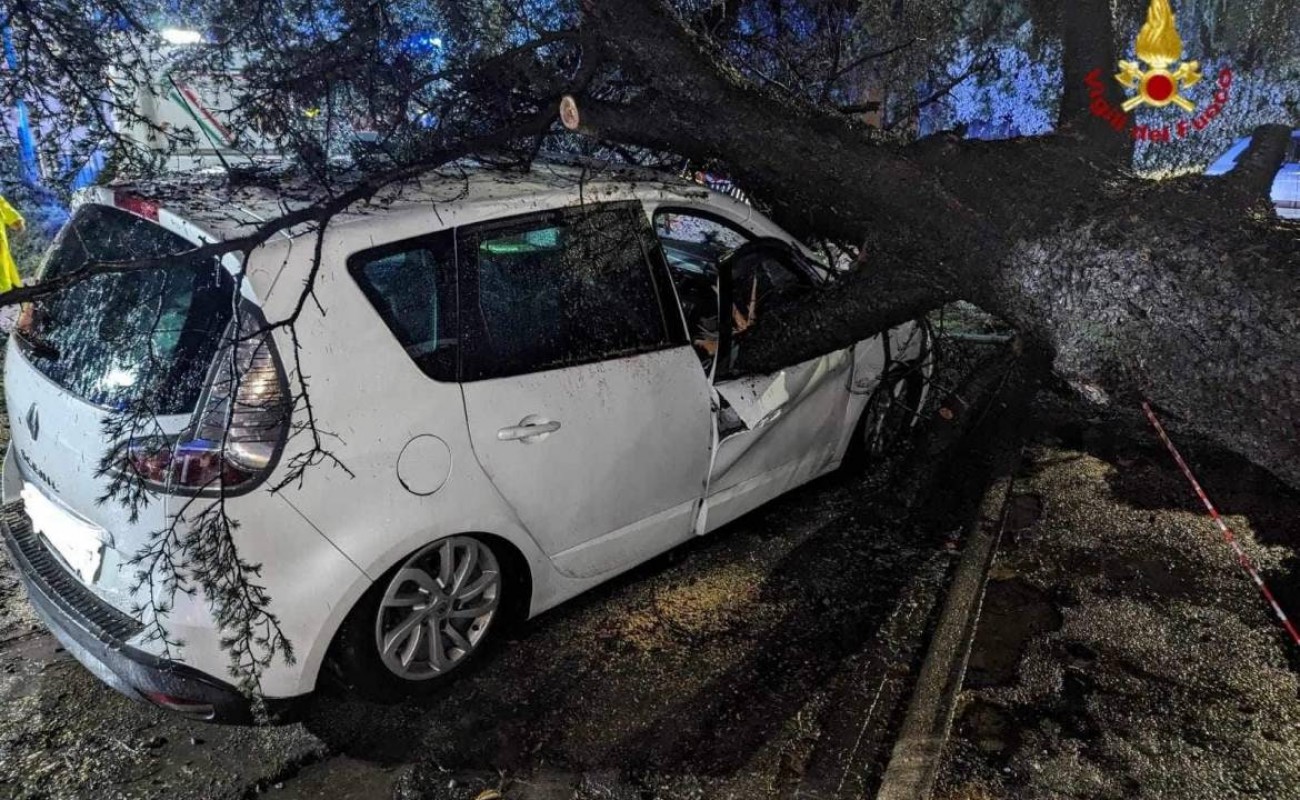 Grosso pino cade su un’auto: illeso il conducente 